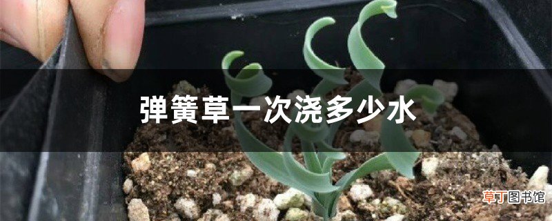 弹簧草一次浇多少水
