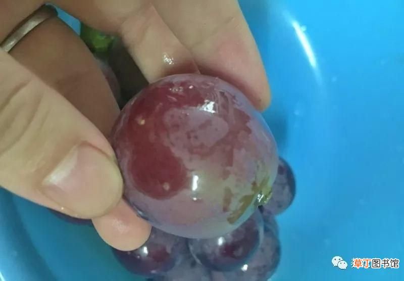 如何酿制葡萄酒 葡萄酒不用买，学会这几招