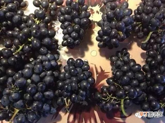 如何酿制葡萄酒 葡萄酒不用买，学会这几招