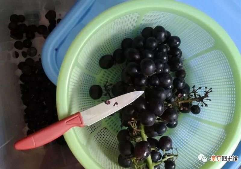 如何酿制葡萄酒 葡萄酒不用买，学会这几招