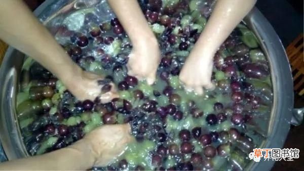 如何酿制葡萄酒 葡萄酒不用买，学会这几招