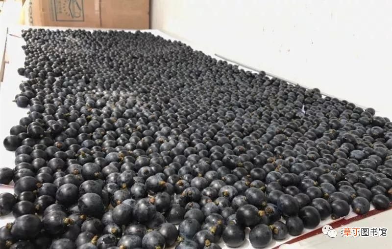 如何酿制葡萄酒 葡萄酒不用买，学会这几招