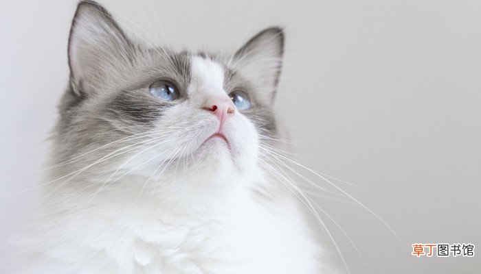 梦到猫是什么意思周公解梦