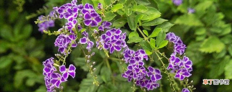 蕾丝金露花怎么养
