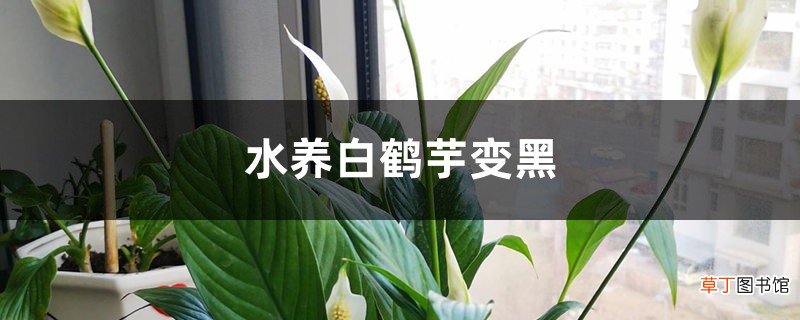 水养白鹤芋变黑怎么办