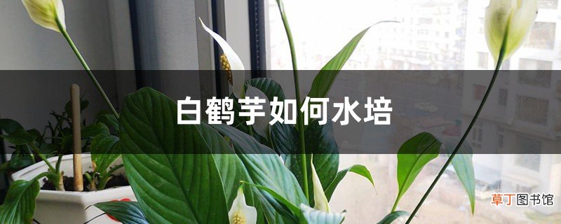 白鹤芋如何水培