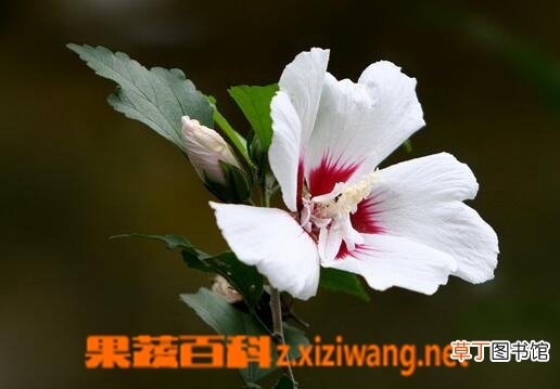 扶桑的养殖方法与注意事项
