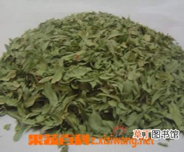 罗布麻叶的功效和作用