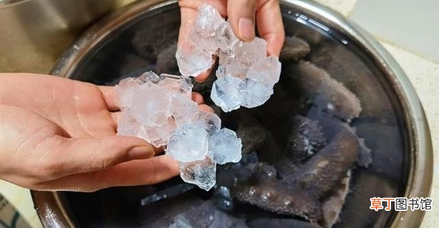 海参泡发方法最全面的教程 干海参如何泡发