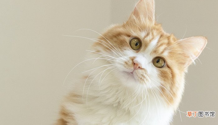 梦见鱼被猫吃光剩鱼头