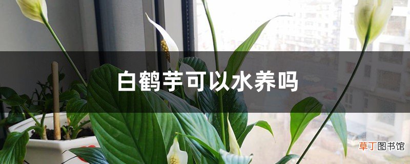 白鹤芋可以水养吗