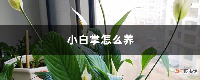小白掌怎么养