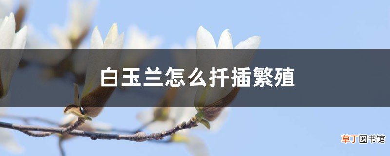 白玉兰怎么扦插繁殖