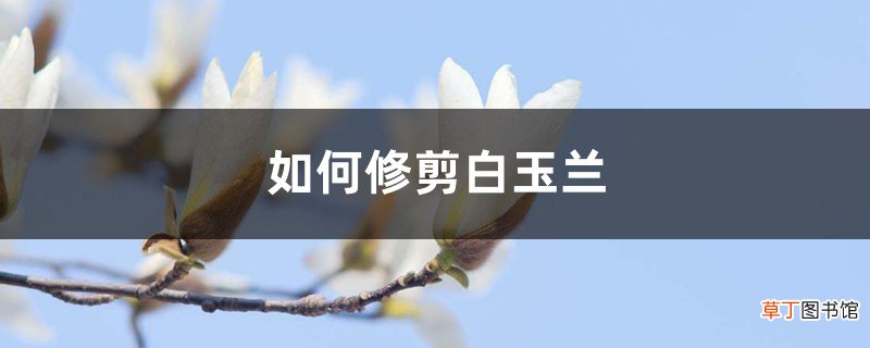如何修剪白玉兰