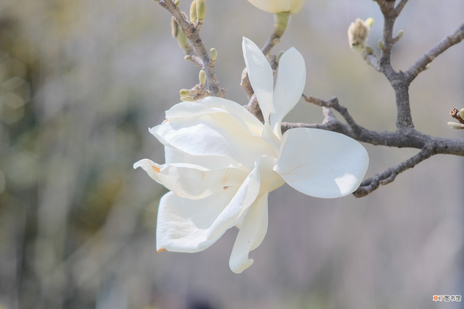 白玉兰花怎么养殖