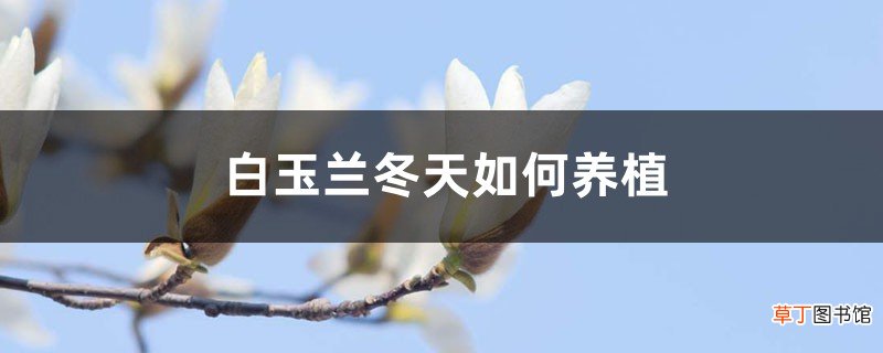 白玉兰冬天如何养殖