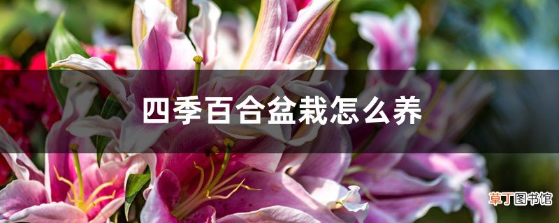 四季之中百合盆栽怎么养