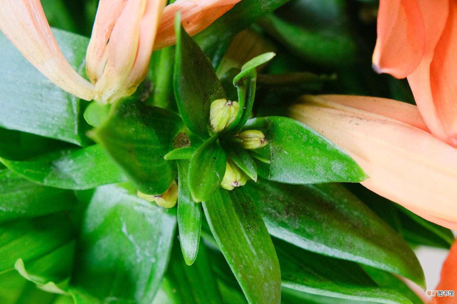 如何在家种植百合花