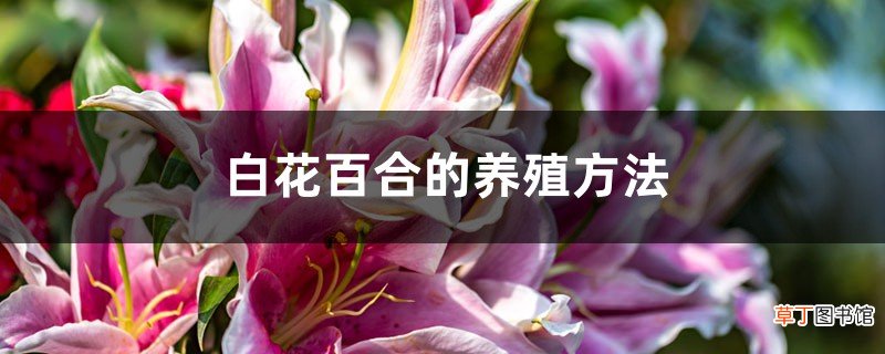 白花百合的养殖方法