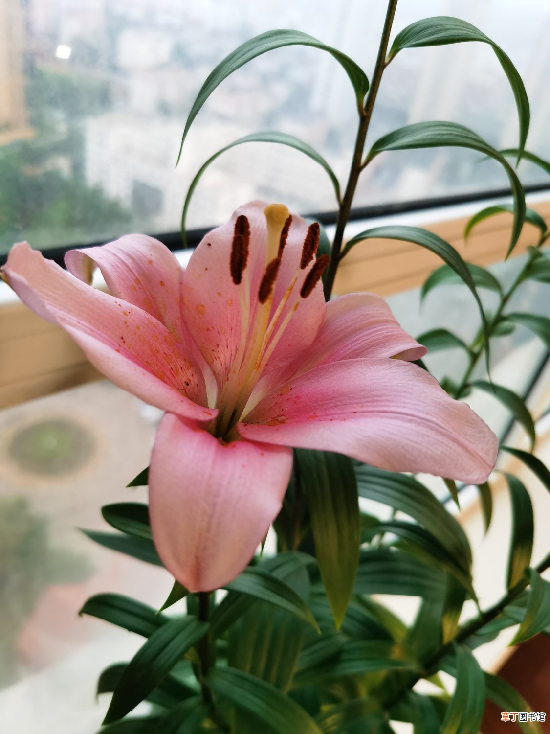 小盆栽百合花怎么养