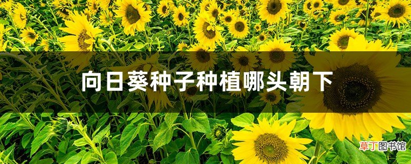 向日葵种子种植哪头朝下