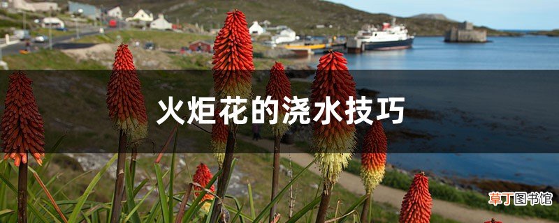 火炬花浇水的时间/方法/水量/频率