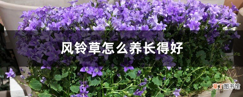 风铃草的光照/土壤/温度/水分/施肥方法