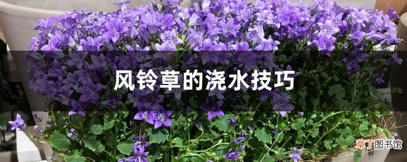 风铃草浇水的时间/方法/水量/频率