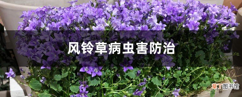 风铃草有哪些病虫害，应如何防治