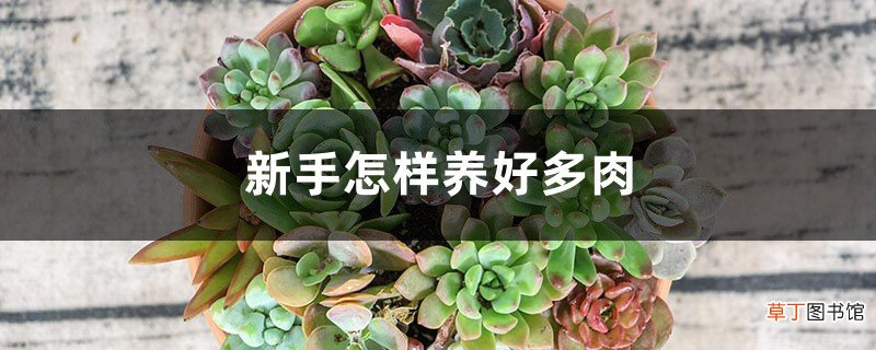 新手怎样养好多肉