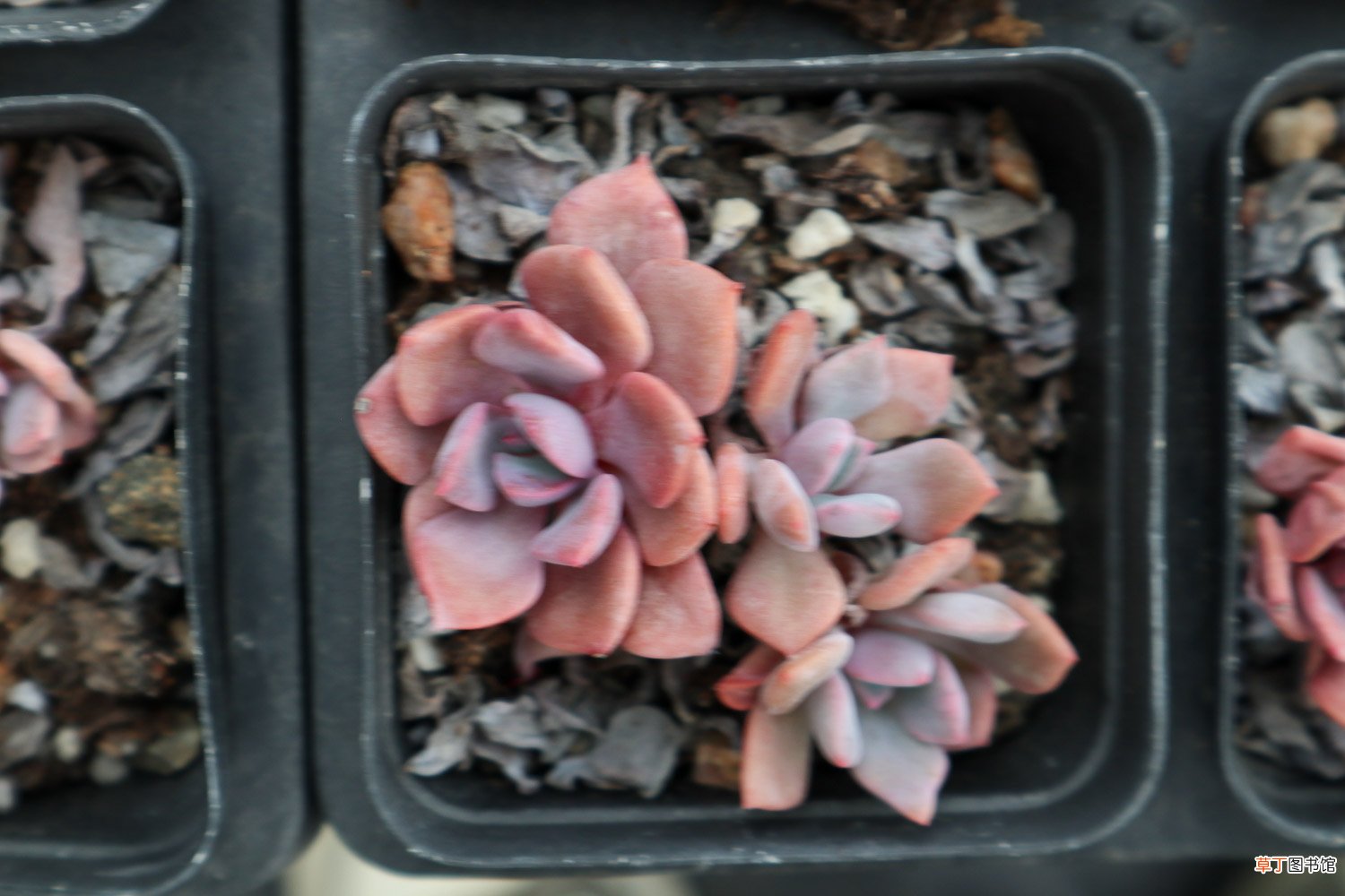 新手怎样养好多肉