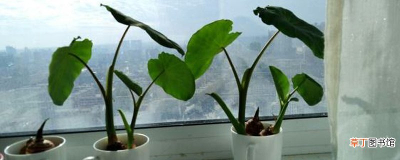 水培植物养大后怎么办