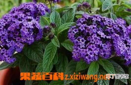 香水草的养殖方法与注意事项