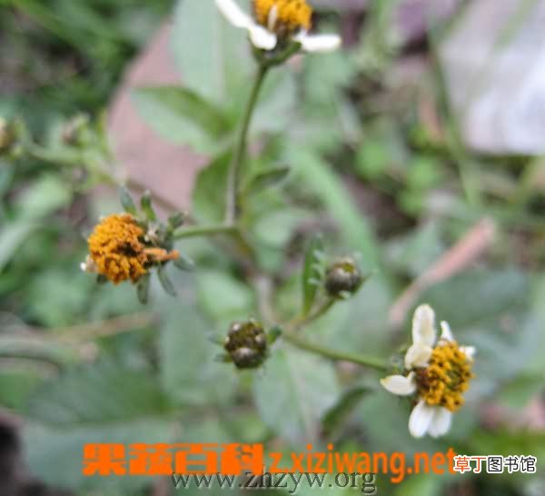鬼针草的功效与作用