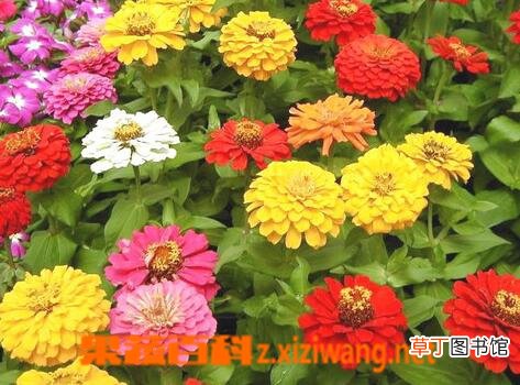 百日草的养殖方法 养殖百日草注意事项