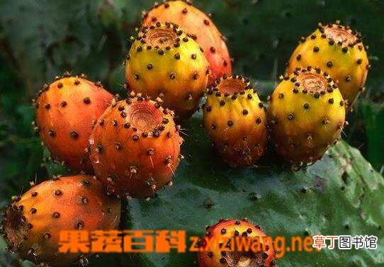 仙人掌的果实能吃吗 仙人掌的果实怎么吃