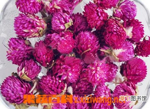 千日红的功效与用法 千日红能治疗的疾病