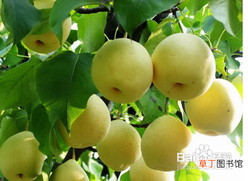 川贝母的功效