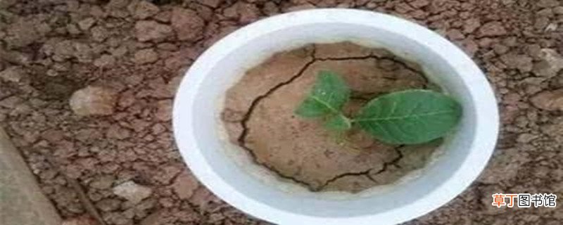 养花的土太硬了怎么办