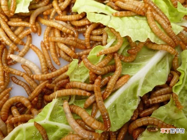 资源昆虫 盘点中国10大资源昆虫