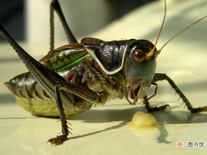 资源昆虫 盘点中国10大资源昆虫