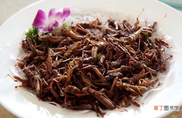资源昆虫 盘点中国10大资源昆虫