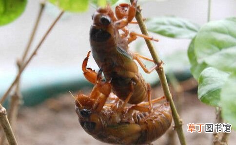 资源昆虫 盘点中国10大资源昆虫