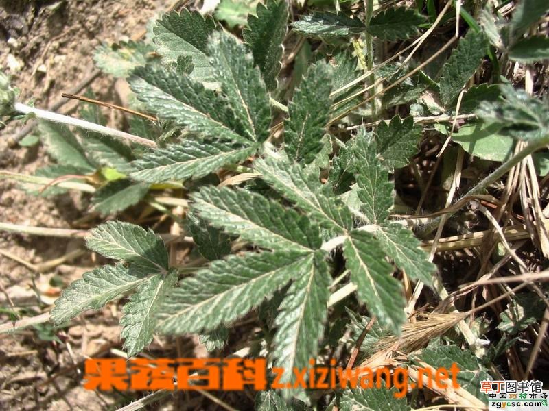翻白草的功效与作用