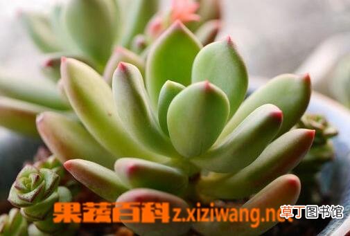 青星美人的养殖方法与注意事项