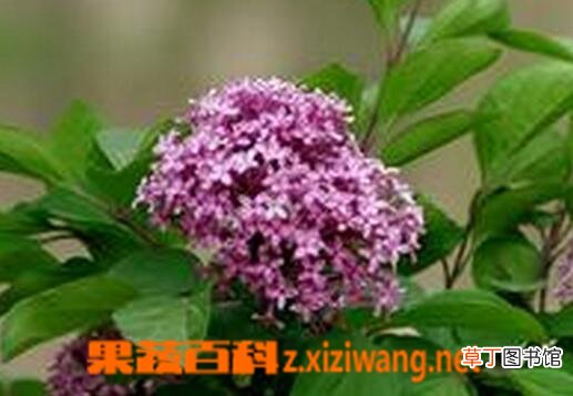 丁香花的养殖方法与注意事项