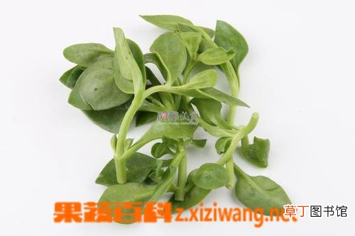 穿心莲的功效与作用