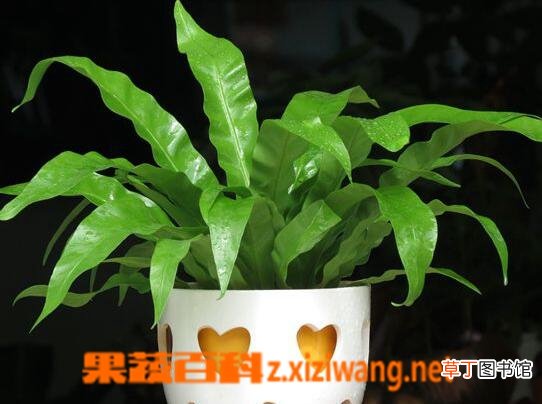 鸟巢蕨叶子焦边怎么办