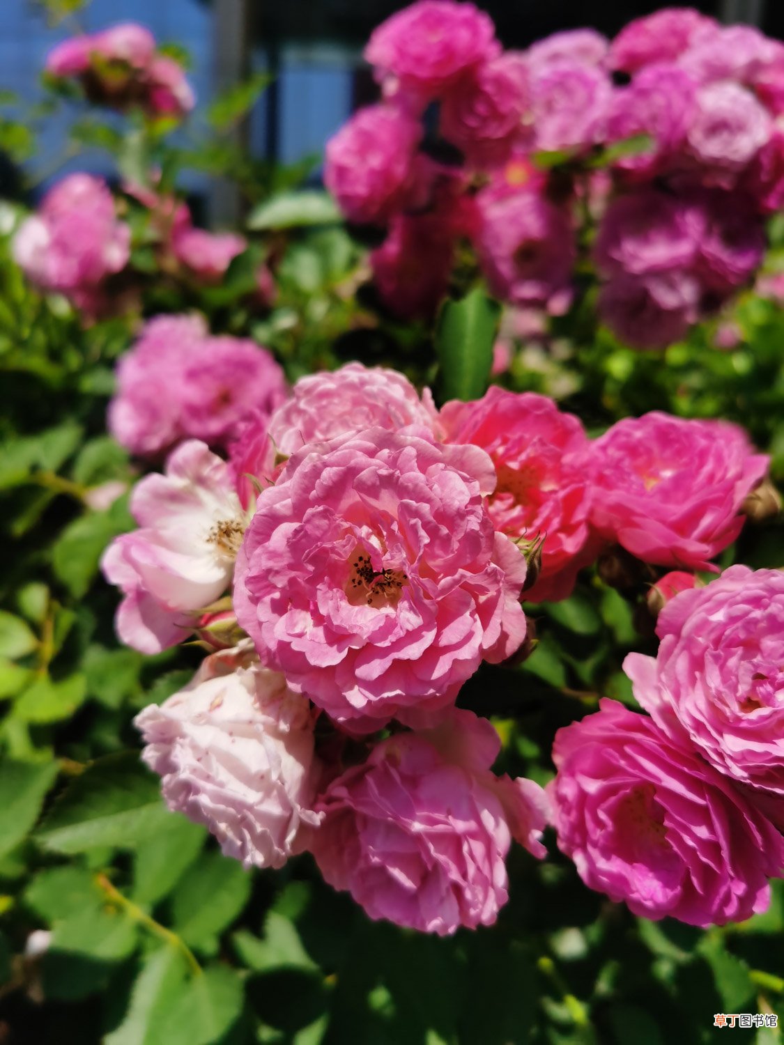 教你蔷薇花怎么养