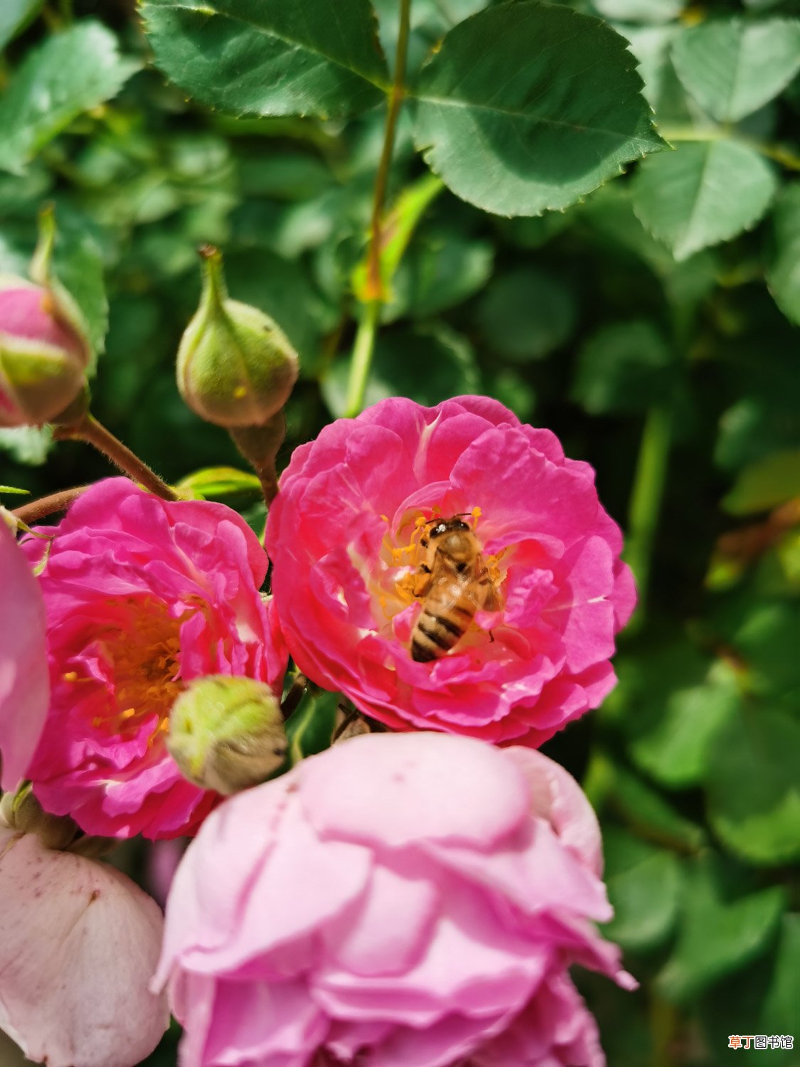 教你蔷薇花怎么养